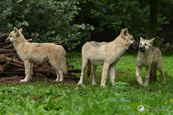 Polarwölfe Arctic wolves Anyu Nova Yuki